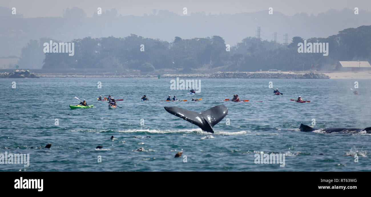Kayakers chase dietro lob-tailing balena grigia in oceano California Foto Stock
