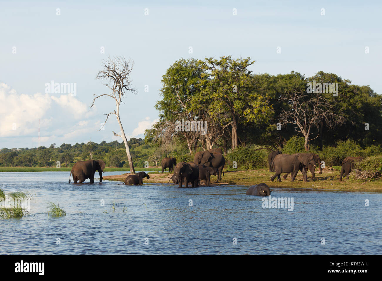Primo piano di un gruppo di elefanti africani in piedi o vicino al bordo del fiume bevendo, facendo il bagno e giocando al sole Foto Stock