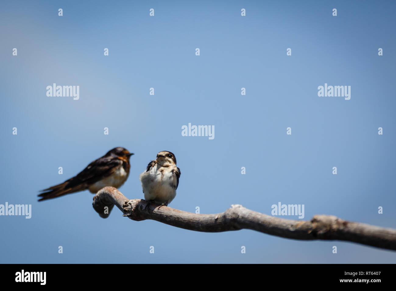 Coppia di piccoli nero, bianco arancione uccelli appollaiato su un ramo Foto Stock