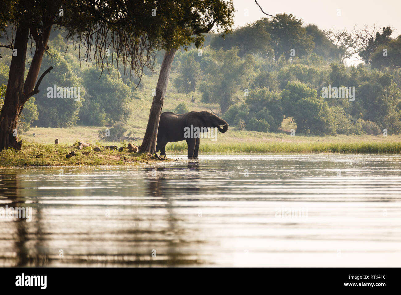 Elephant bere sul bordo del fiume locale in Botswana Foto Stock
