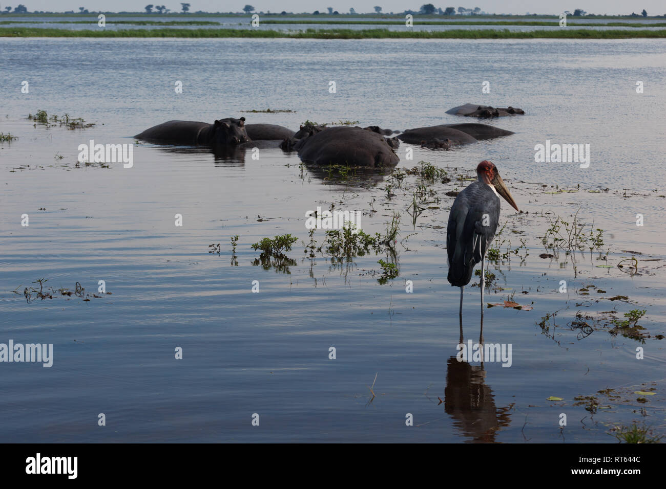 Chiusura del retro di una gru wattled in piedi nel fiume Foto Stock