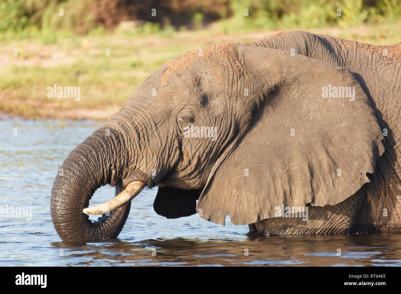 Primo piano della testa di elefante in fiume con tronco nella sua bocca erogazione bevanda di acqua Foto Stock