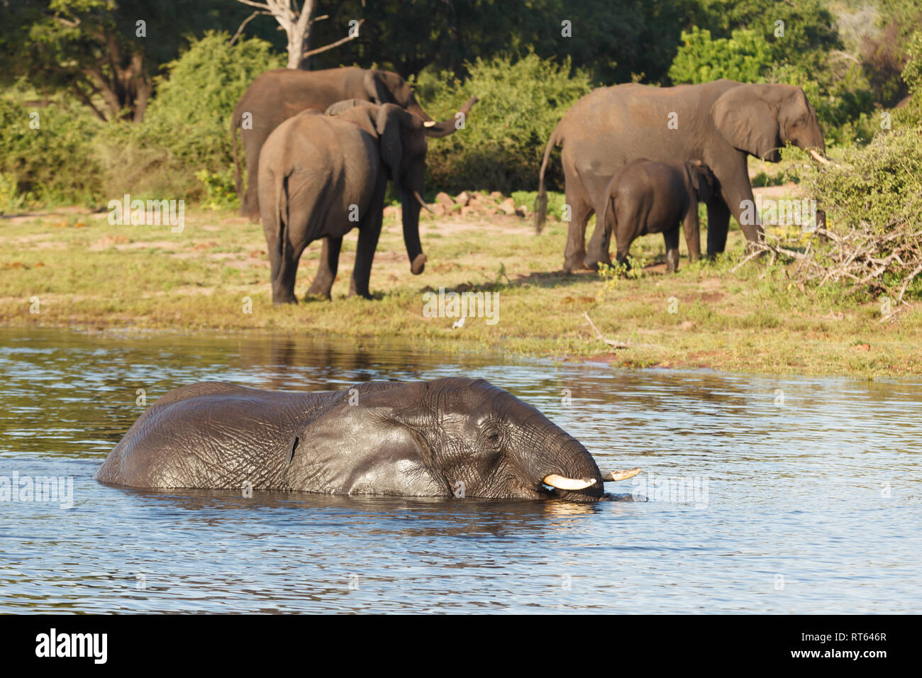 Piccolo branco di elefanti di aspettare vicino al bordo di acqua per uno che è ancora la balneazione Foto Stock