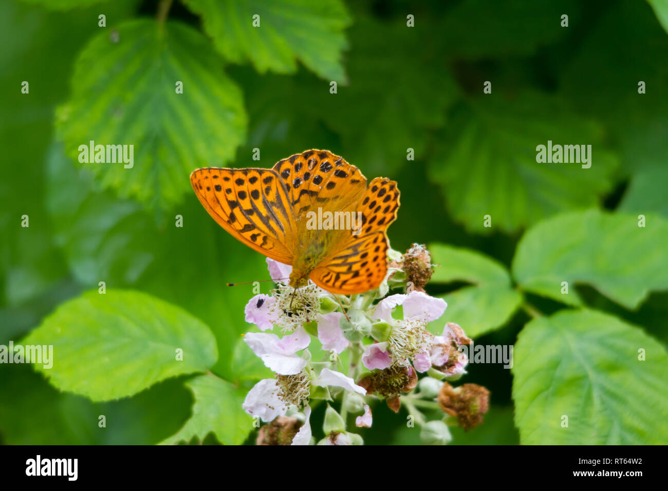 Un argento-lavato Fritillary butterfly (Argynnis paphia) alimentazione su un fiore. Foto Stock