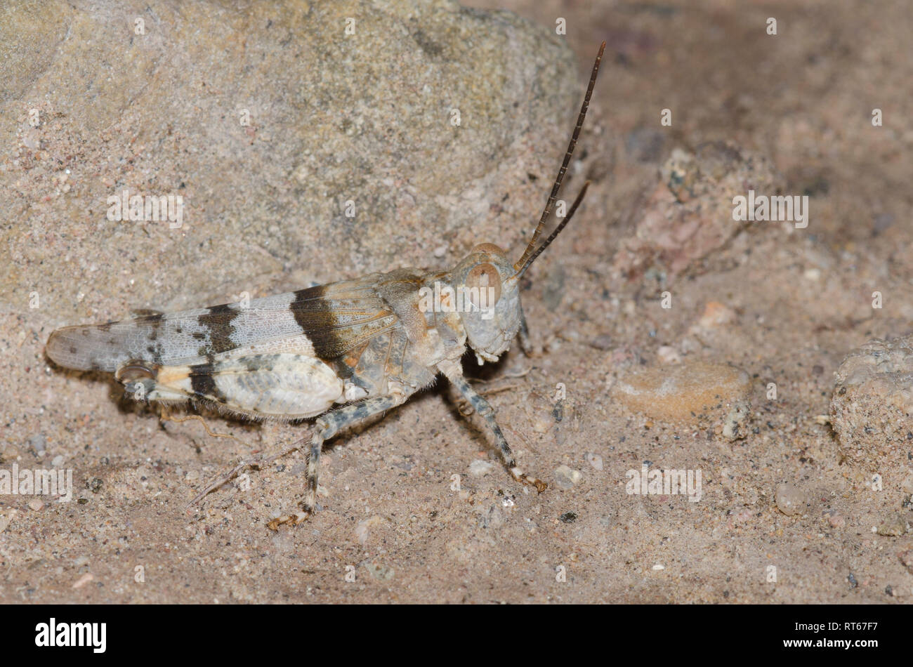 Arroyo Grasshopper, Heliastus benjamini Foto Stock