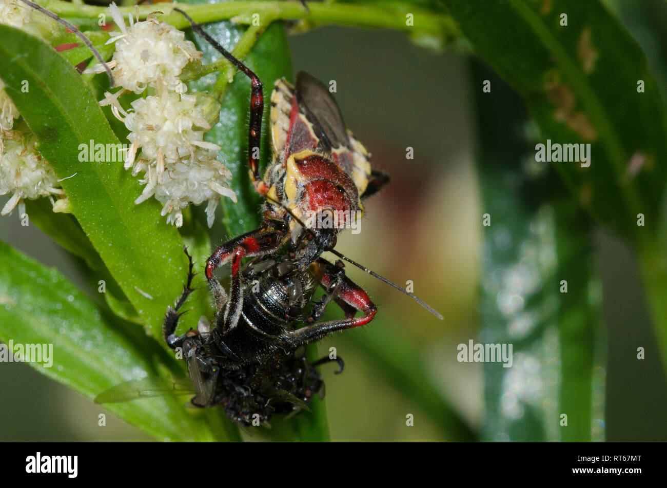 Apiomerus flaviventris, con preda e flidi freeloader, Famiglia Milichiidae, su salice-salice, Baccharis salicifolia Foto Stock