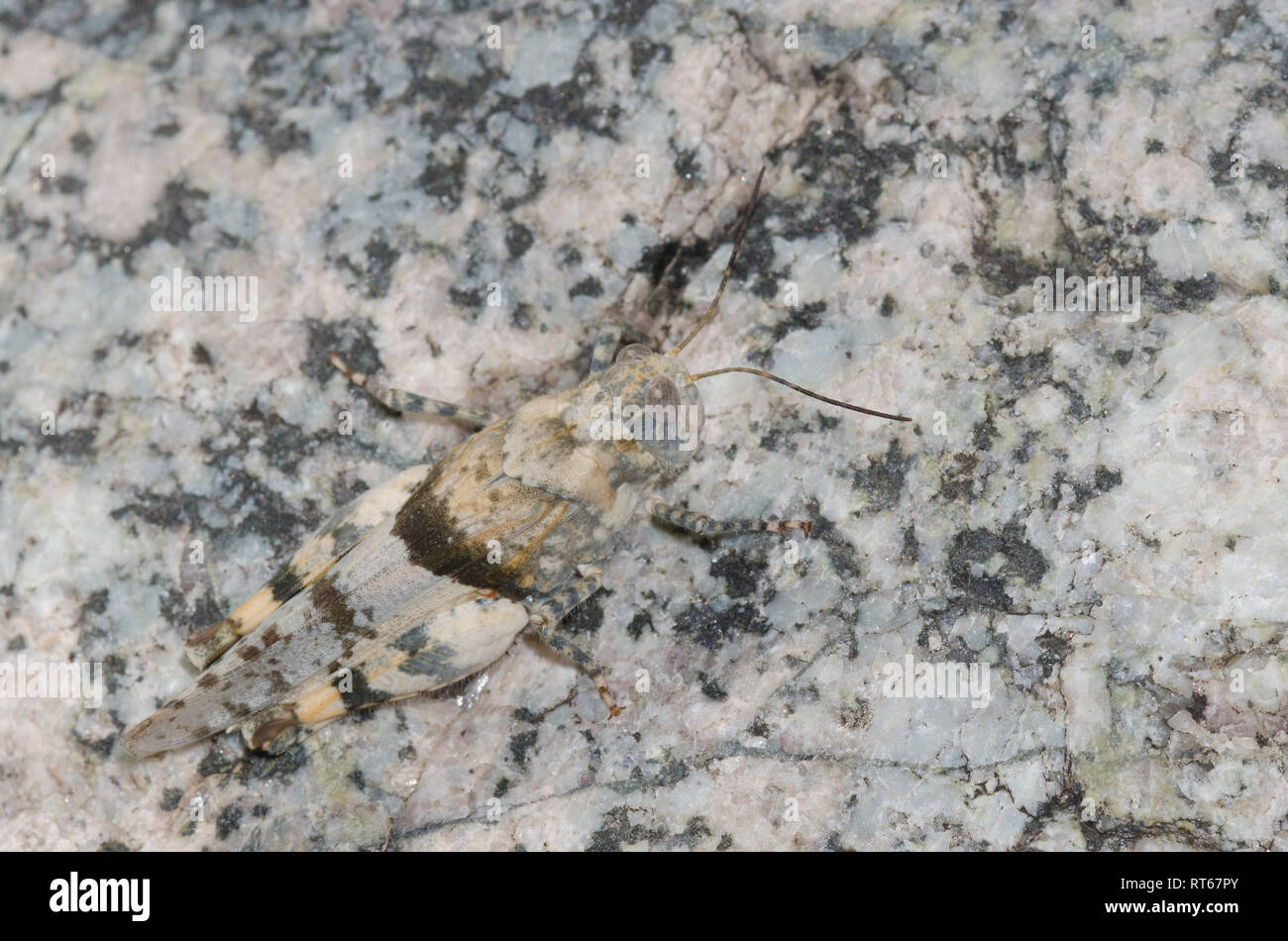 Arroyo Grasshopper, Heliastus benjamini, mimetizzata Foto Stock
