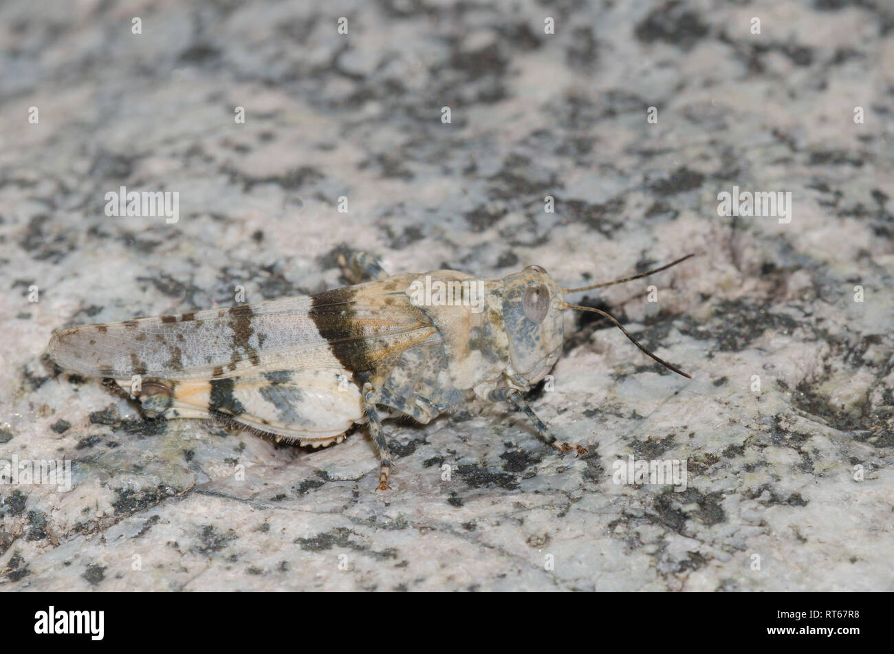 Arroyo Grasshopper, Heliastus benjamini, mimetizzata Foto Stock