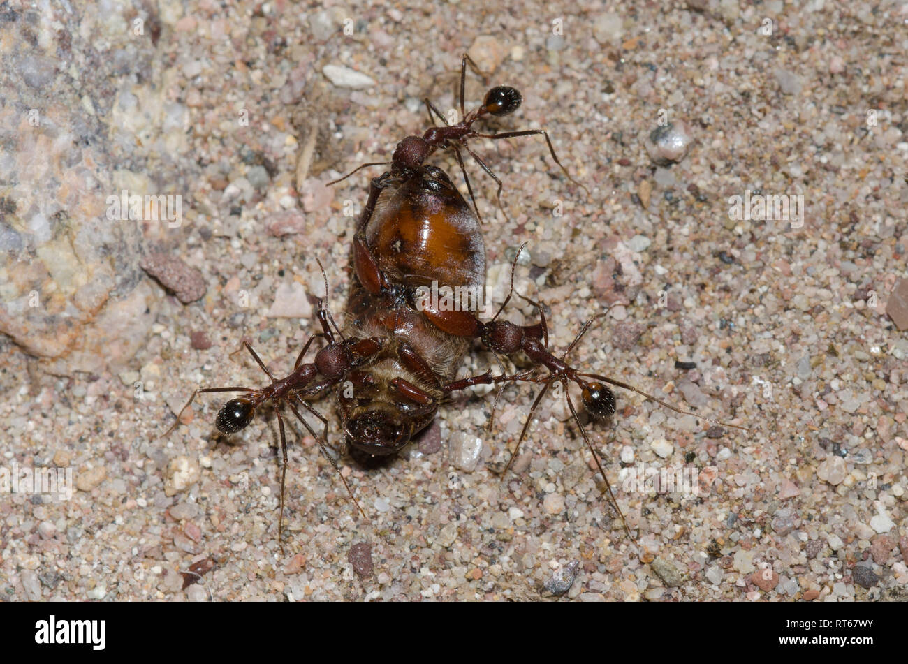 Formiche, Novomessor albisetosus, alaggio morti beetle, ordine Coleoptera Foto Stock