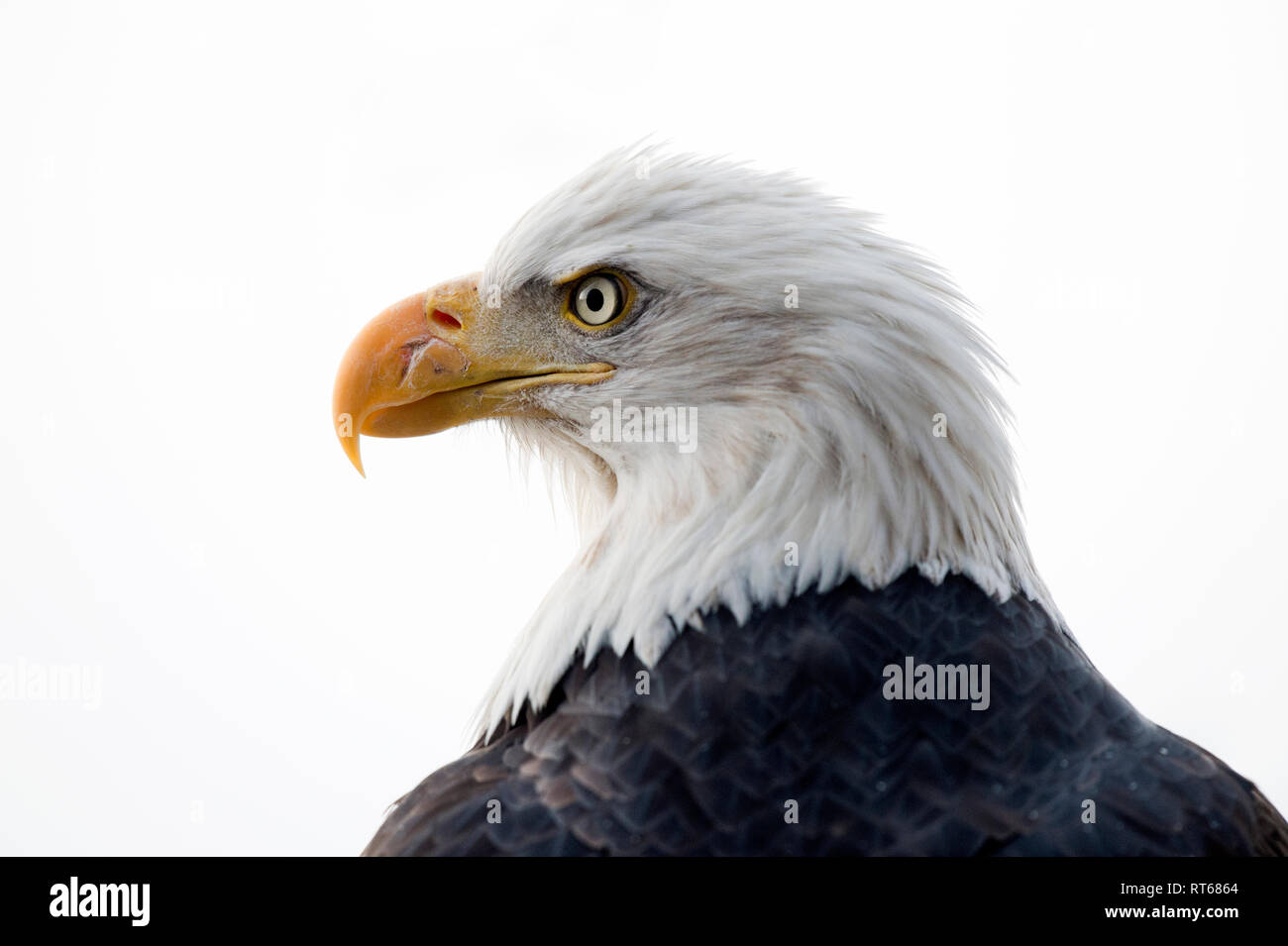 Aquila calva (Haliaeetus leucocephalus) ritratto, Alaska Chilkat aquila calva preservare, Haines, Alaska Foto Stock