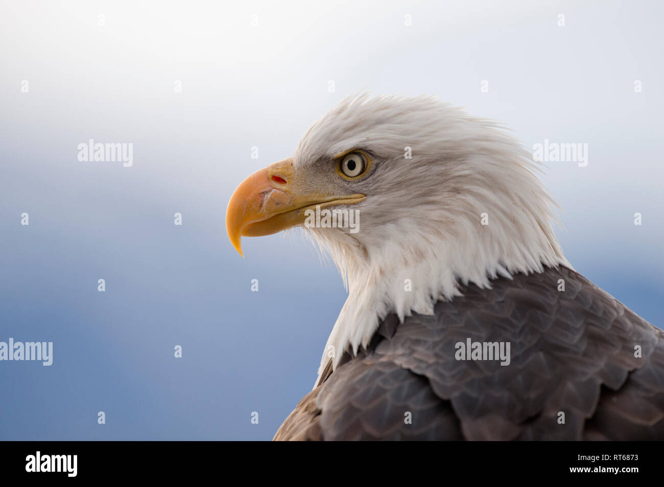 Aquila calva (Haliaeetus leucocephalus) ritratto, Alaska Chilkat aquila calva preservare, Haines, Alaska Foto Stock