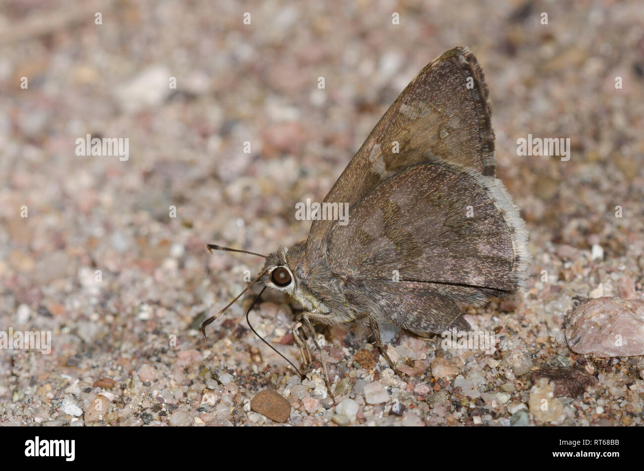 Acacia Skipper, Cogia hippalus, fango-copertura Foto Stock