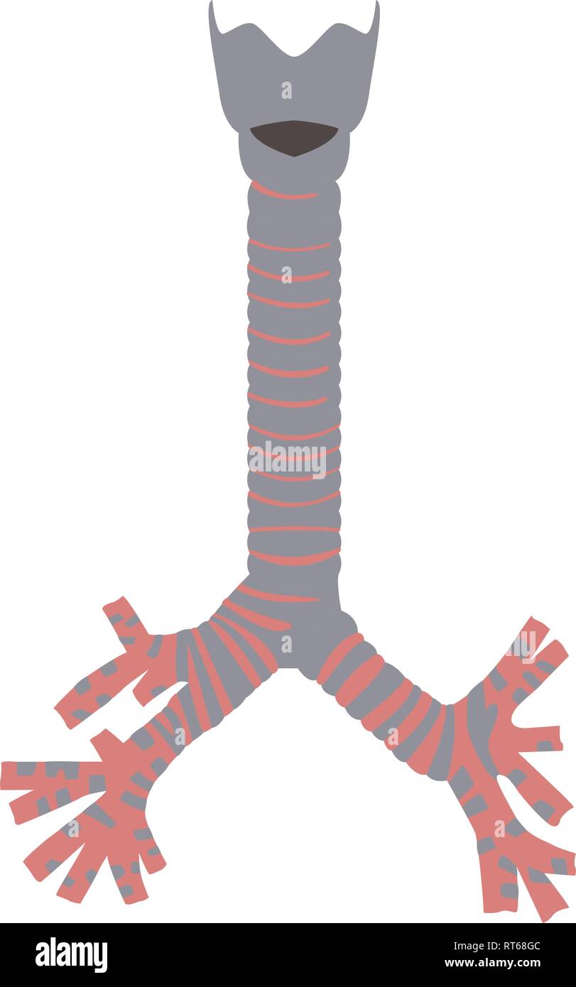 Umani isolati della trachea e dei bronchioli Illustrazione Vettoriale