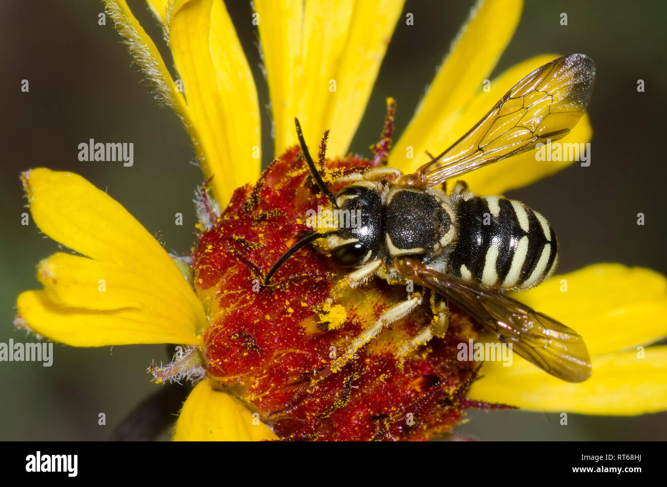 Leafcutter Bee, Paranthidium jugatorium, sulla cupola rossa Blanketflower, Gaillardia pinnatifida Foto Stock