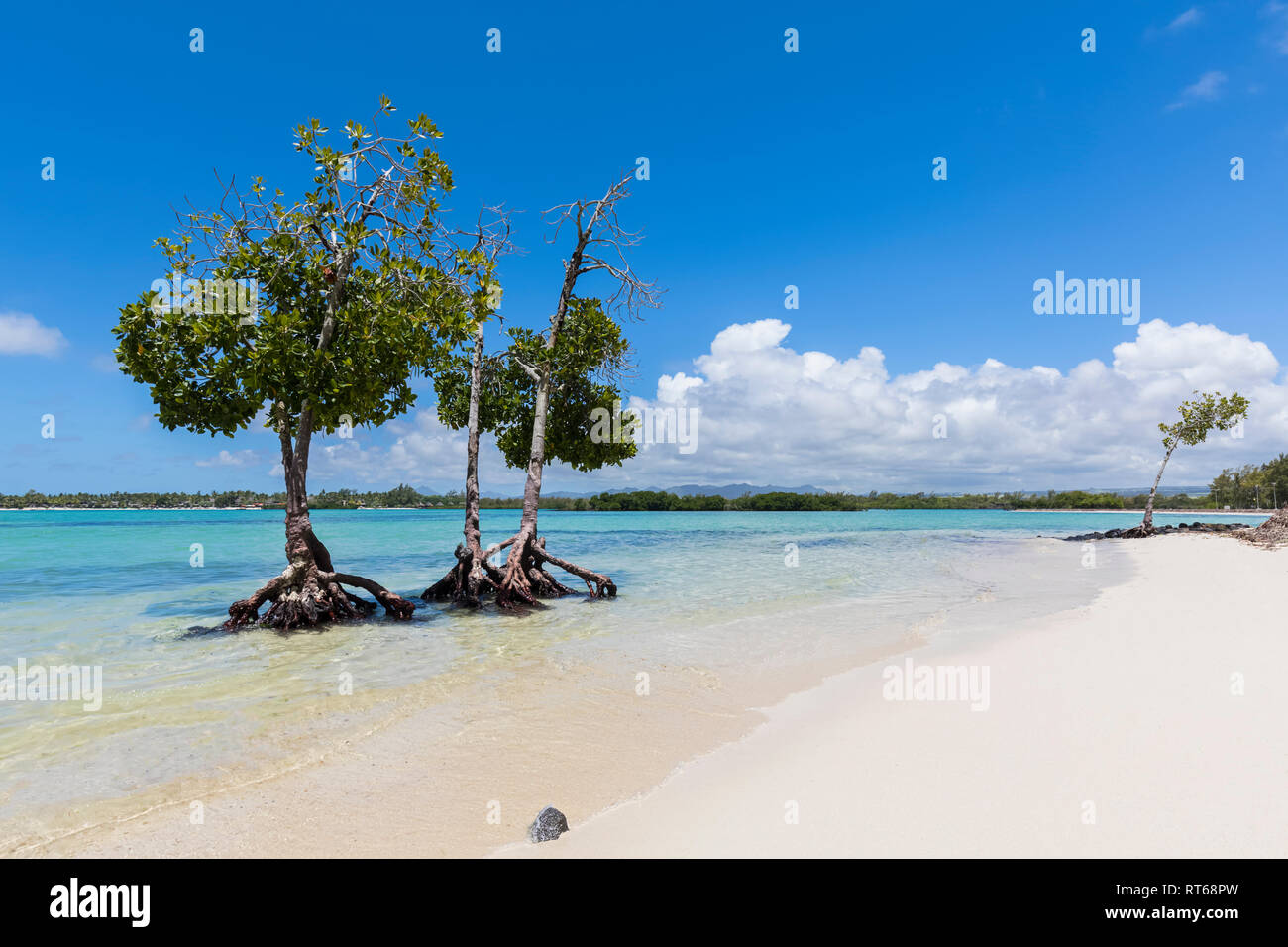 Maurizio, Costa Orientale, Oceano Indiano, mangrove tree Foto Stock