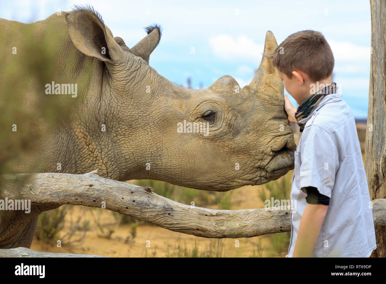 Ragazzo accarezzare un bambino rhino Foto Stock