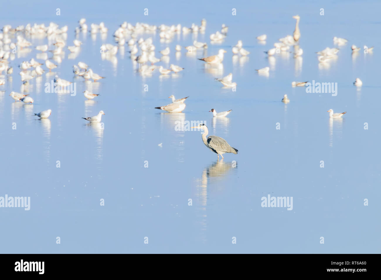Stormo di uccelli sul lago blu in luce dorata al tramonto Foto Stock