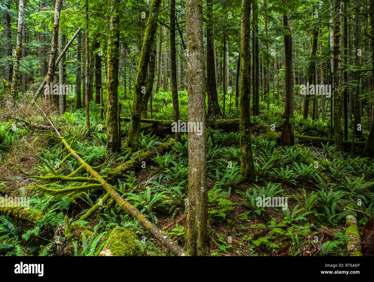 Una foresta in scena la cascate di Western nello Stato di Washington, USA. Il piccolo (o Lil) Si Trail. Foto Stock