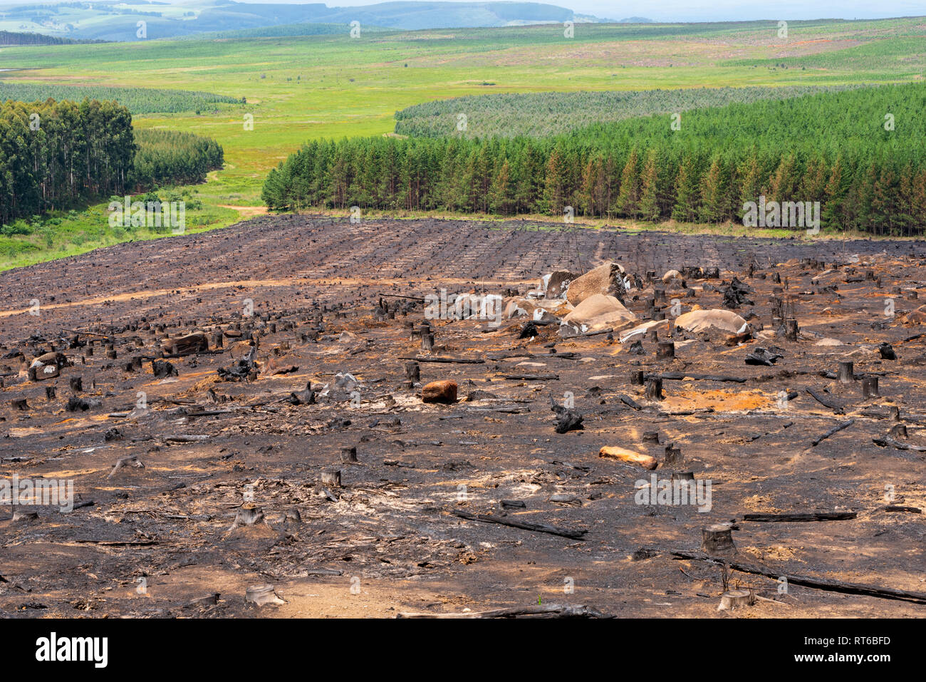 Una piantagione forestale sito è bruciato per eliminare residui di foresta dopo la raccolta in Kwa-Zulu Natal, Sud Africa. Foto Stock