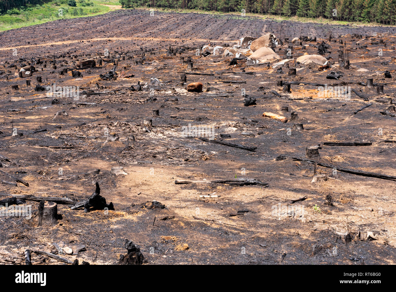 Una piantagione forestale sito è bruciato per eliminare residui di foresta dopo la raccolta in Kwa-Zulu Natal, Sud Africa. Foto Stock