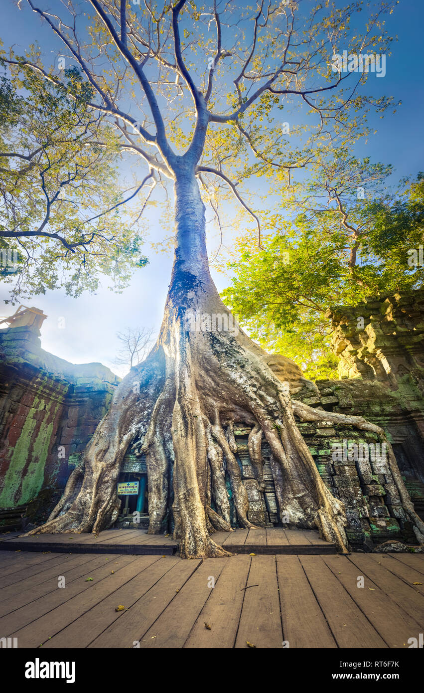 Ta Prohm tempio di Angkor. Siem Reap. Cambogia Foto Stock