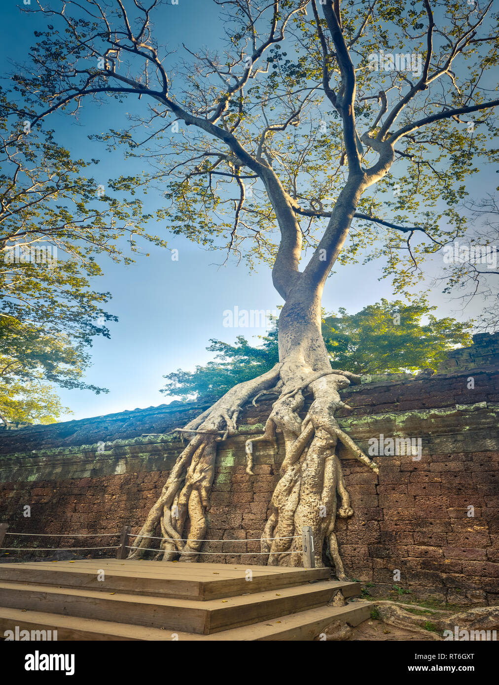Ta Prohm tempio di Angkor. Siem Reap. Cambogia Foto Stock