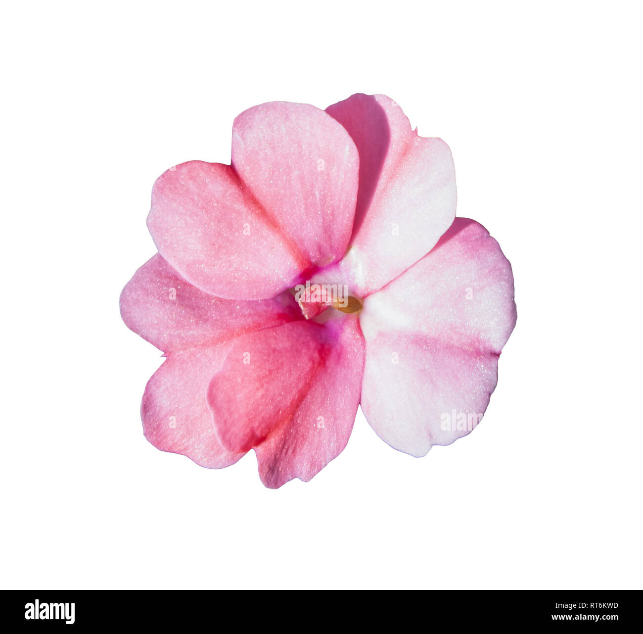 Pink impatiens fiore closeup intaglio isolato su uno sfondo bianco Foto Stock
