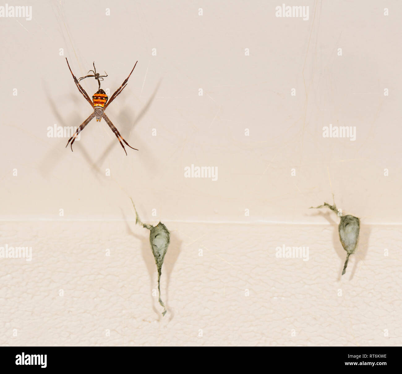 Femmina St Andrew's Cross Spider (Argiope keyserlingi) con il maschio sopra e due sacche di uova, Cairns, estremo Nord Queensland, QLD, FNQ, Australia Foto Stock