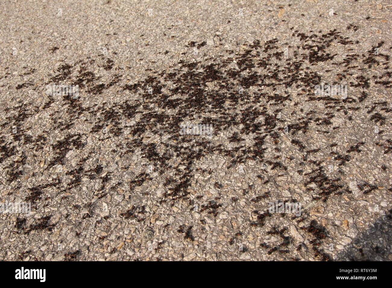 Molti grandi formiche sulla strada. Un particolare di un gruppo di loro. Foto Stock