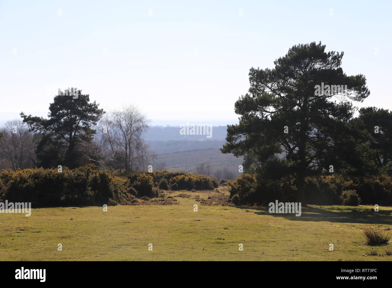 Percorso di erba attraverso Ashdown Forest Foto Stock