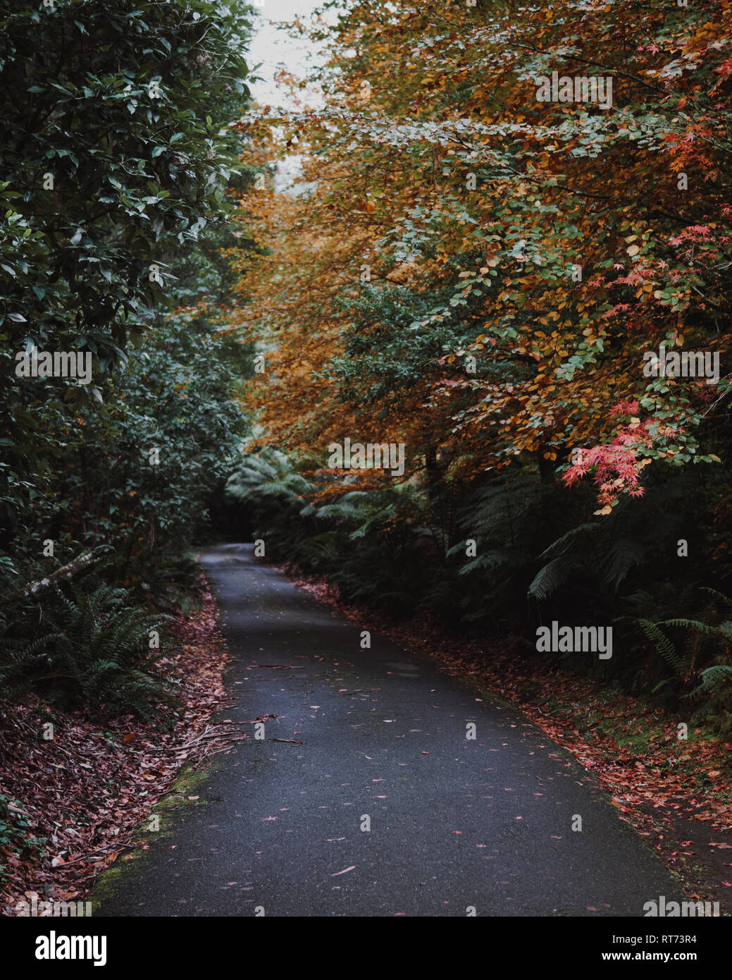 Paese tranquillo lane in Mount Macedon con alberi colorati e belle lussureggianti felci. Foto Stock