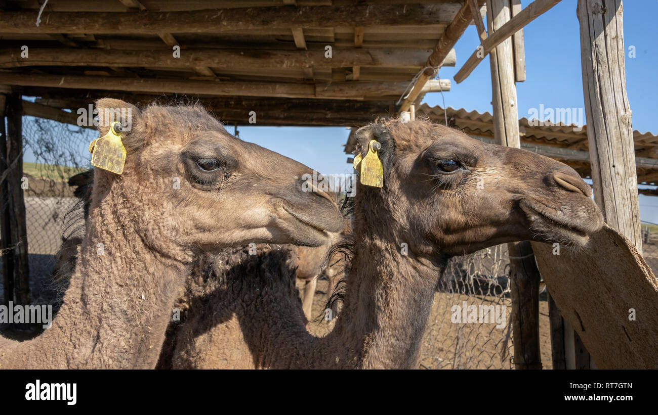Dromedario cammelli a un allevamento e la mungitura agriturismo vicino a Turkstan, Kazakistan Foto Stock