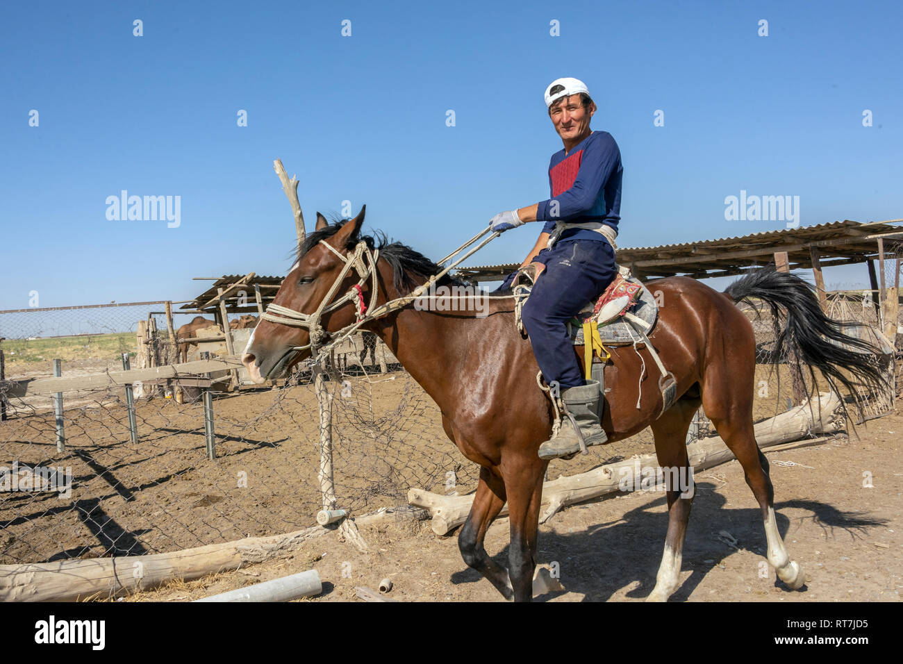 Il kazako camel wrangler su un cammello latte farm, vicino Turkestan, Kazakistan Foto Stock