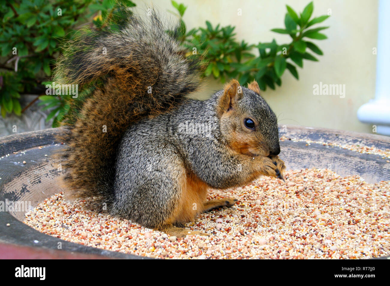 Piccolo scoiattolo mangiare i suoi dadi in Venice Beach in California Foto Stock