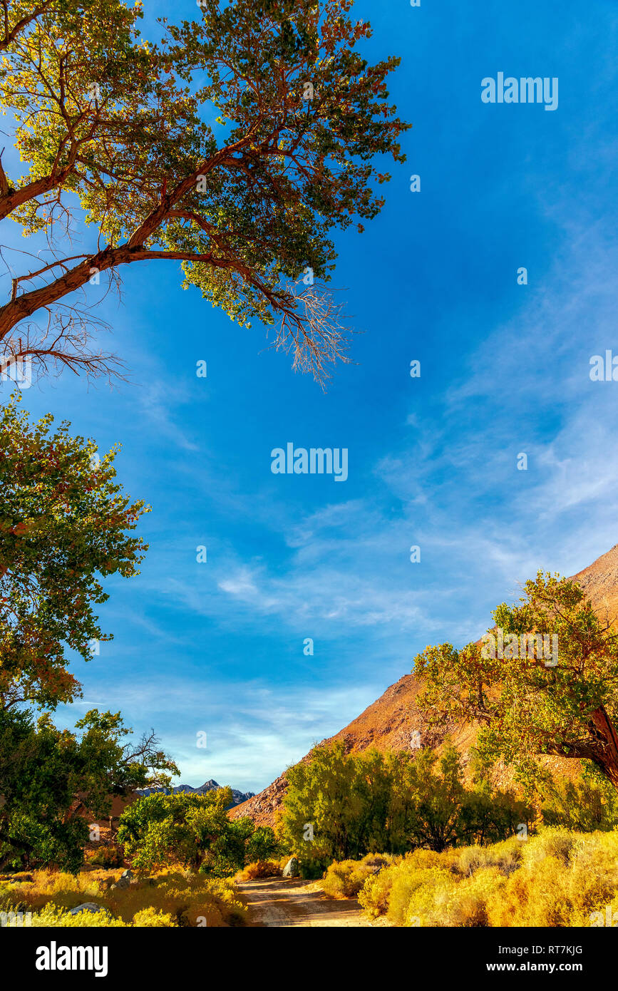 Altezza albero verde intercettate, verdi alberi e cespugli che conduce al canyon al di là sotto il luminoso cielo blu. Foto Stock