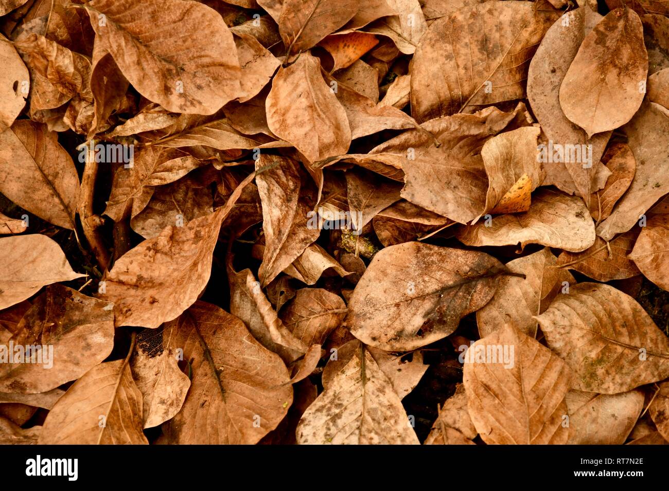 Herbstlaub, foglie di magnolia marrone secco sulla terra che protegge la terra dal freddo Foto Stock