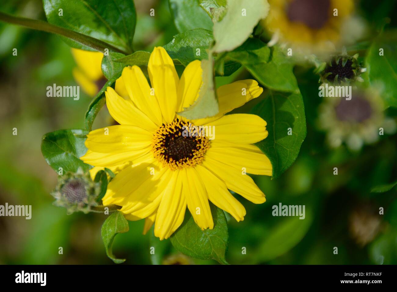 Una ripresa macro di un California Brittlebush, noto anche come una bussola di semi di girasole. Prese a San Joaquin Wildlife Sanctuary a Irvine, California. Foto Stock