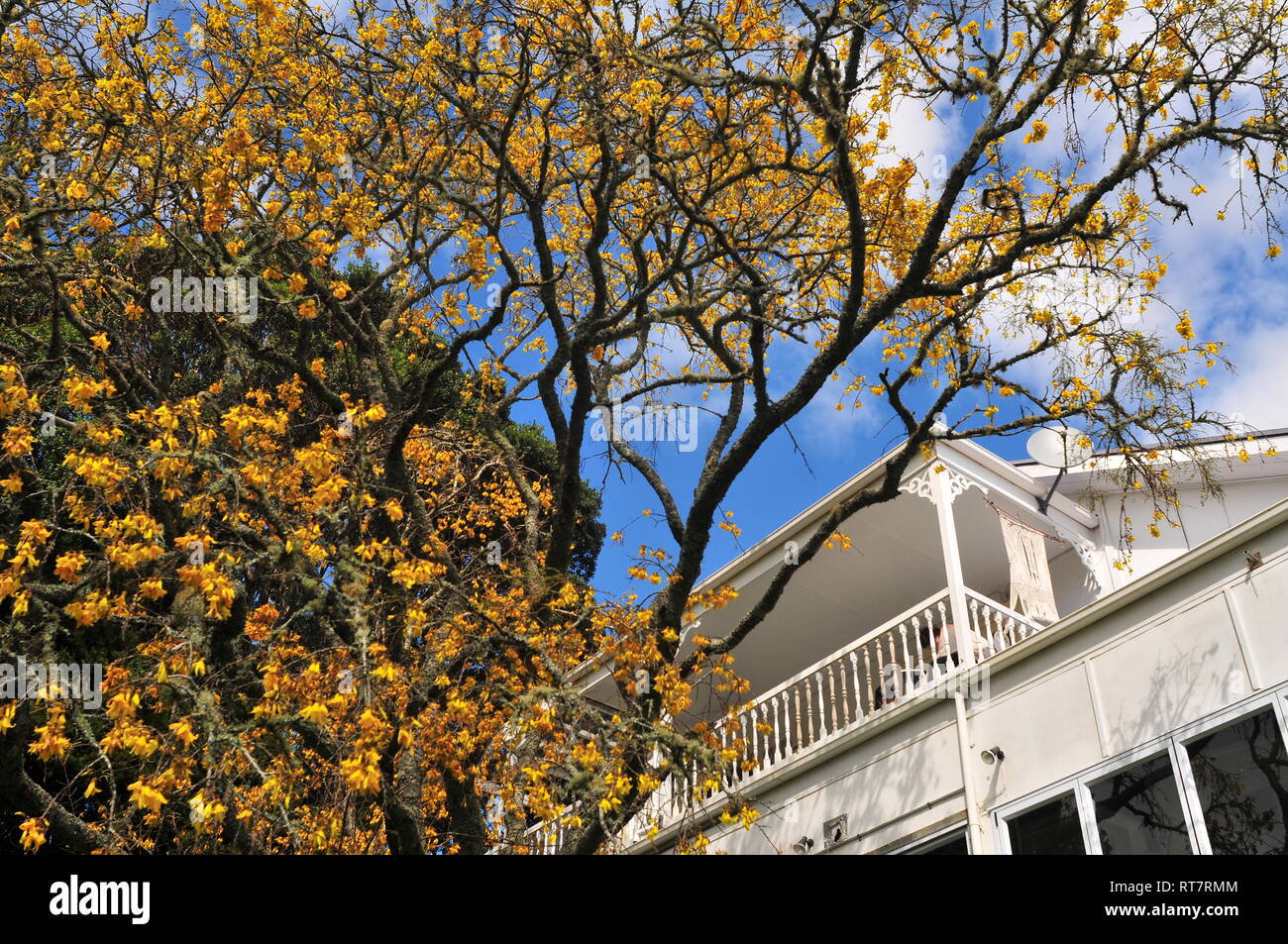 Albero con corteccia scura e non lascia ma ci sono un sacco di colore giallo brillante con fiori bianco tradizionale villa in legno in background. Foto Stock