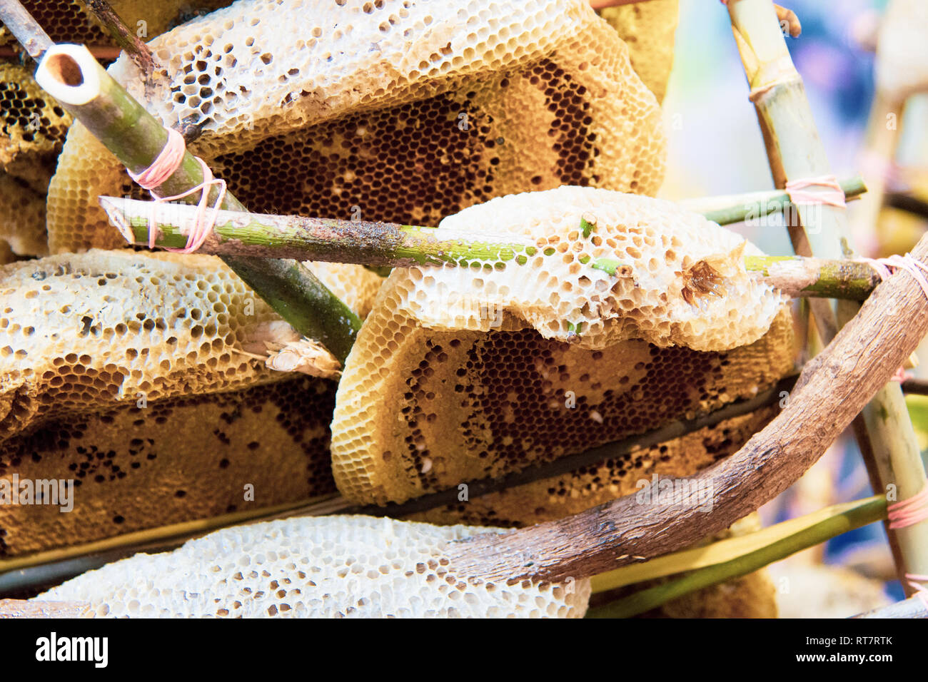 Wild favi e api, miele di fresco da api selvatiche Foto Stock