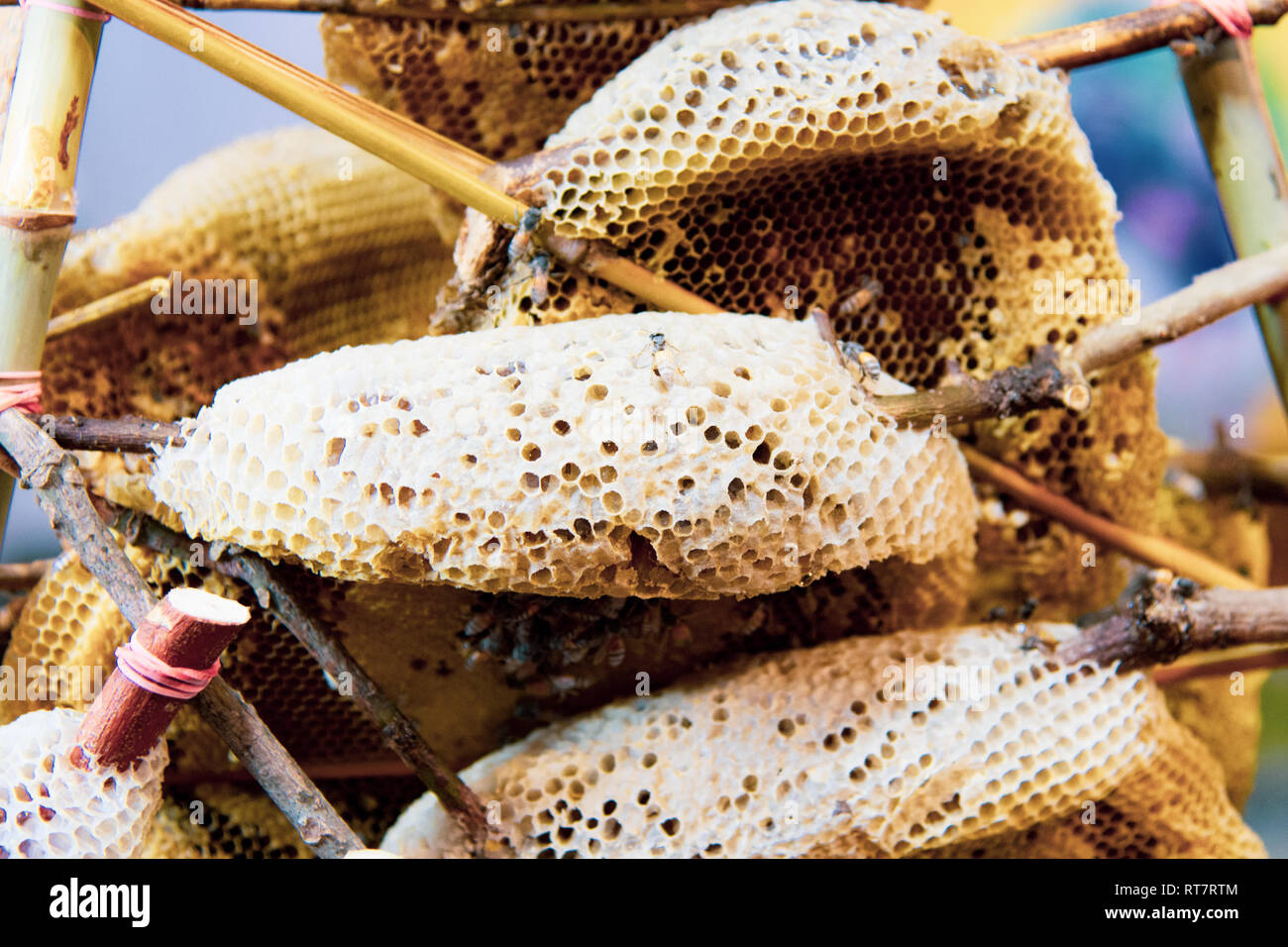 Wild favi e api, miele di fresco da api selvatiche Foto Stock