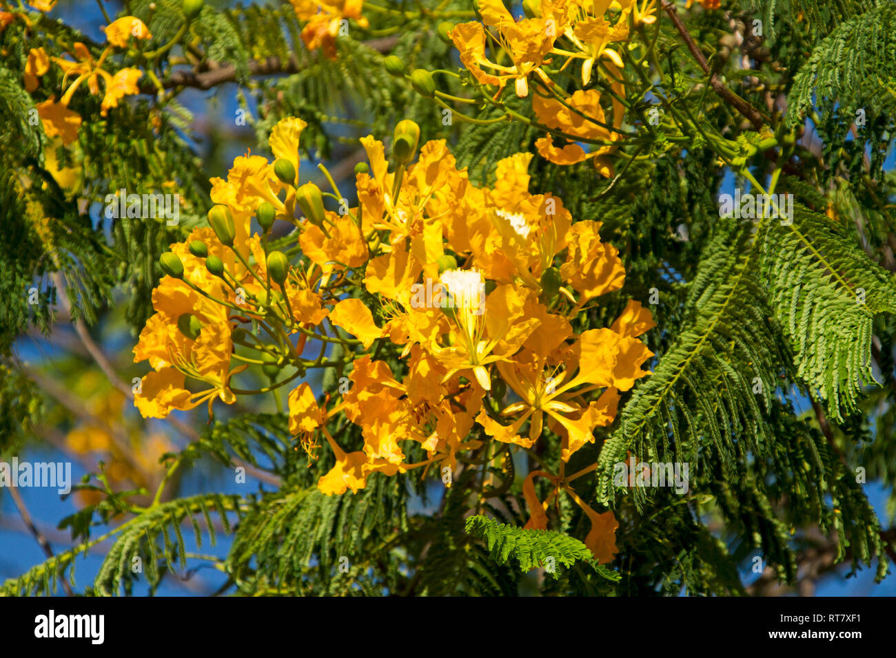 Cluster di vividi fiori di colore giallo e verde brillante delle foglie di Delonix regia var. flavida, giallo inusuale varietà a fioritura di poinciana tree Foto Stock