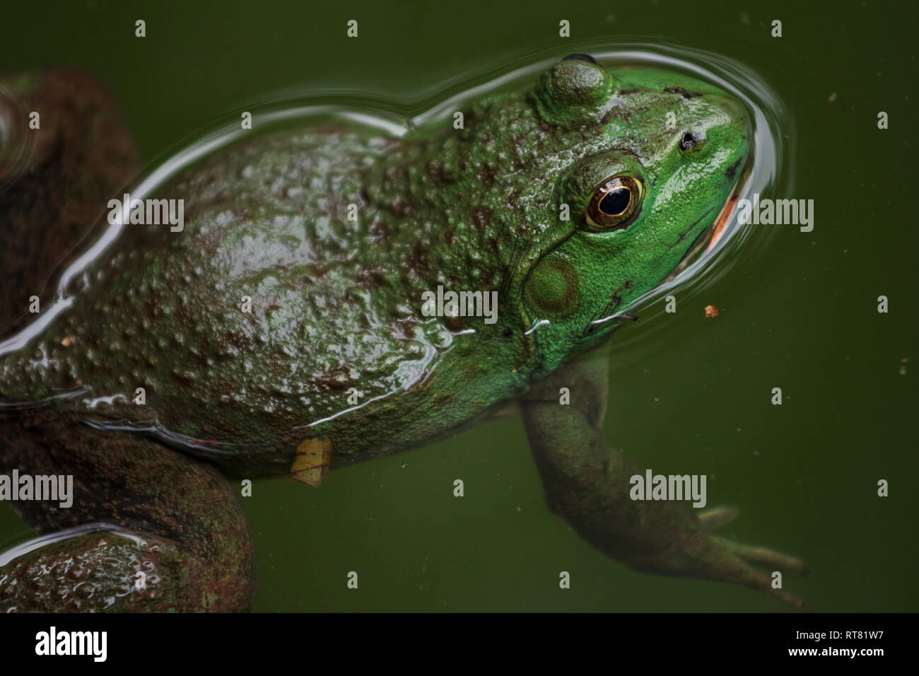 Rana nuota in acqua in un stagno Foto Stock