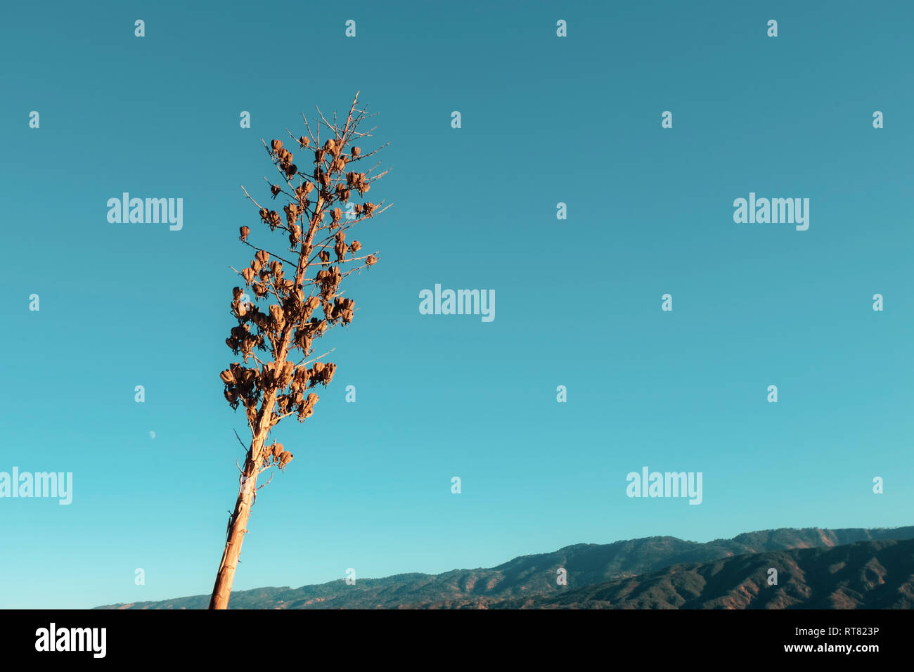 Stati Uniti, California, Ojai, albero secco, spazio di copia Foto Stock