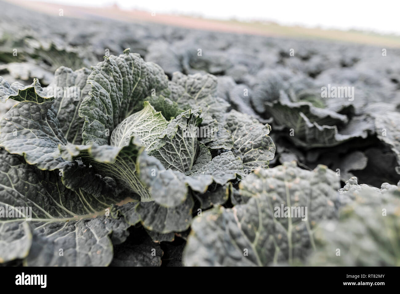 Cavolo verza su un campo Foto Stock