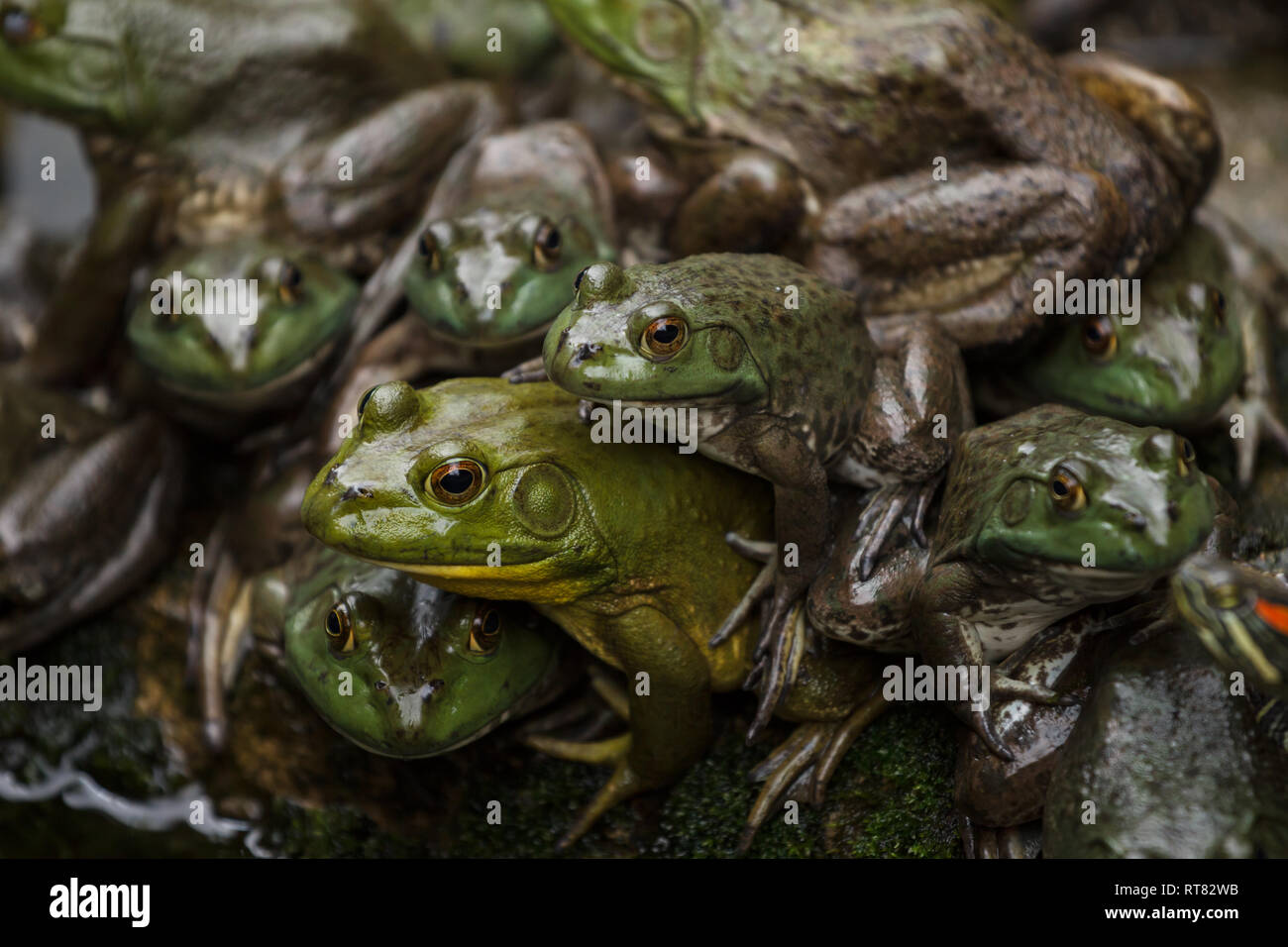 Esercito di rane in appoggio in un stagno su una riva Foto Stock