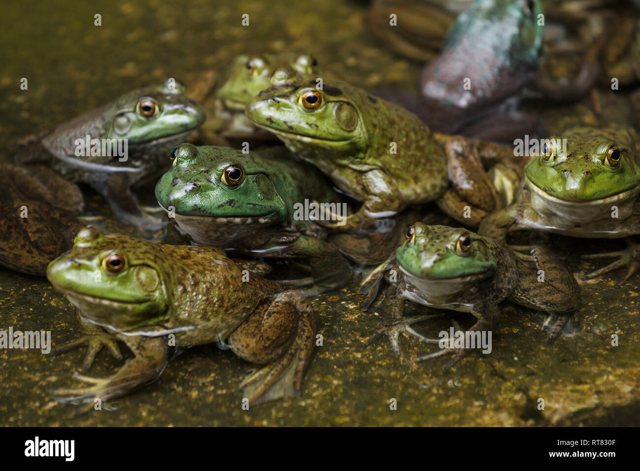 Esercito di rane in appoggio in un stagno su una riva Foto Stock