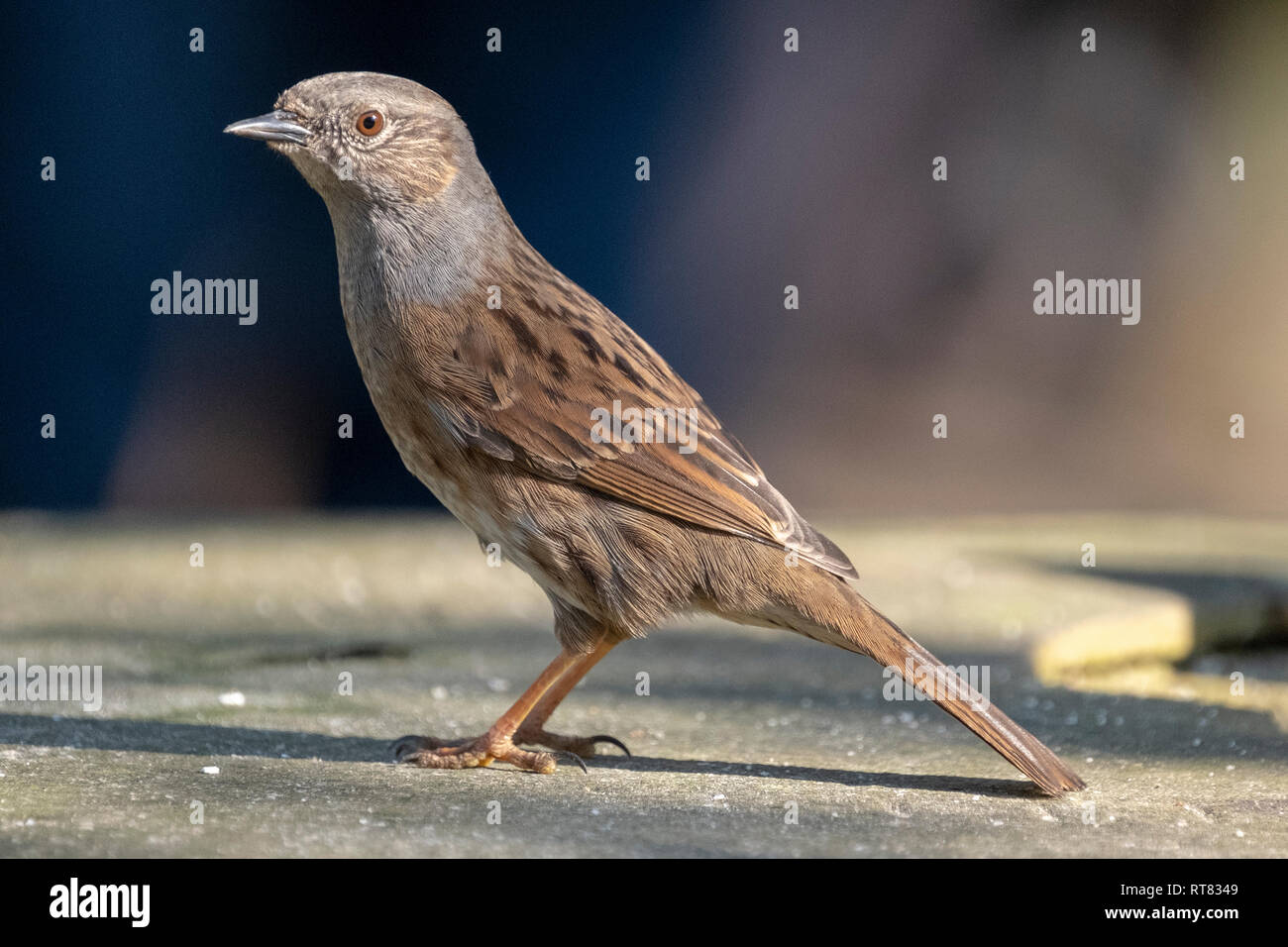 Dunnock, a volte chiamato anche una siepe Sparrow, o Hedge Trillo, in primavera, in posa di un giardino sul retro a Londra in Inghilterra Foto Stock