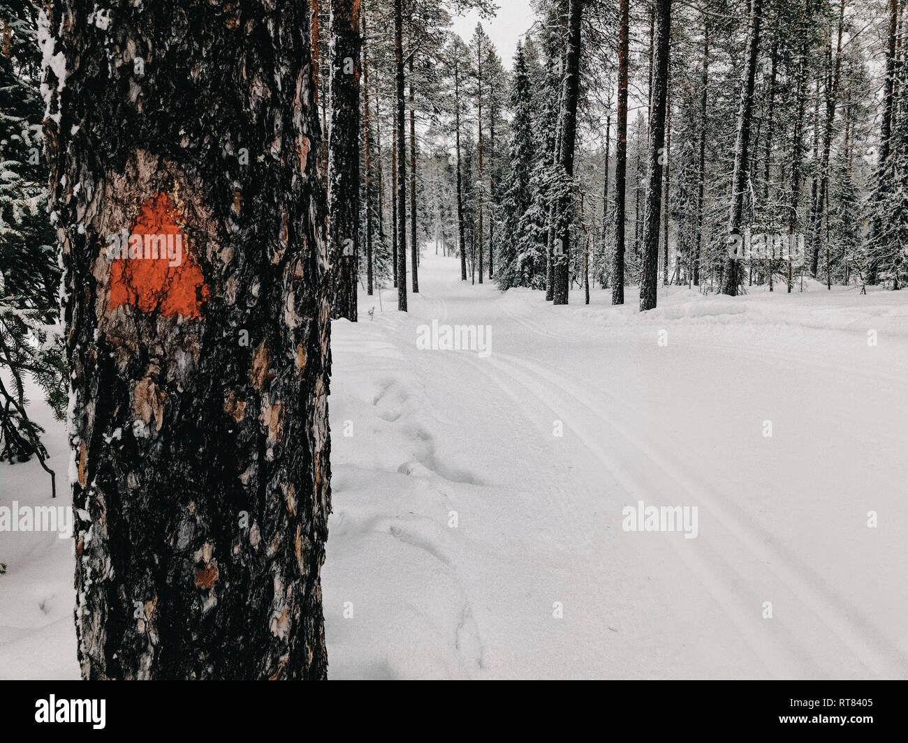 Finlandia, Lapponia, Cross-County Ski Run nella foresta Foto Stock