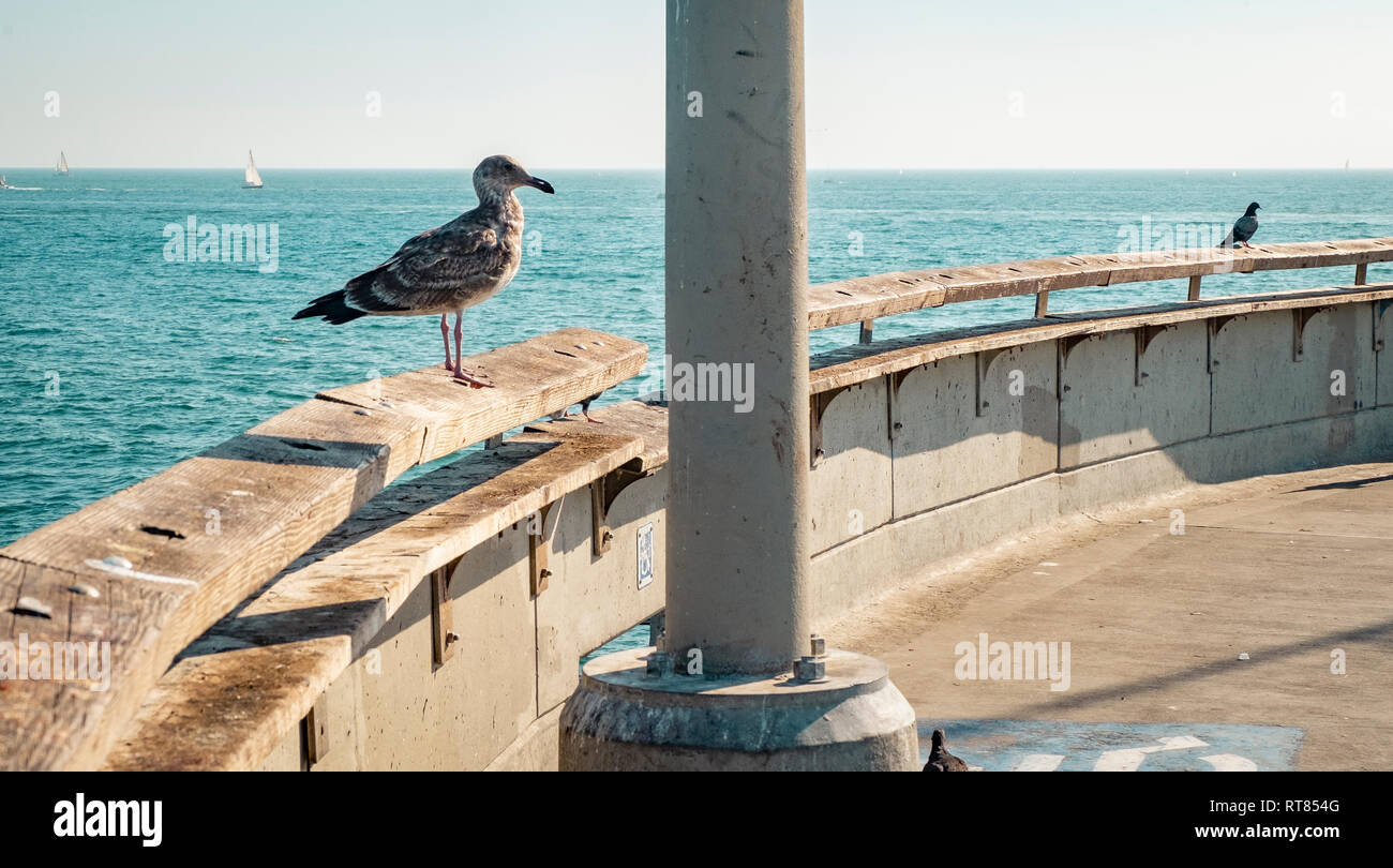 Stati Uniti, California, Los Angeles, Seagull e colomba sul molo di Venezia Foto Stock