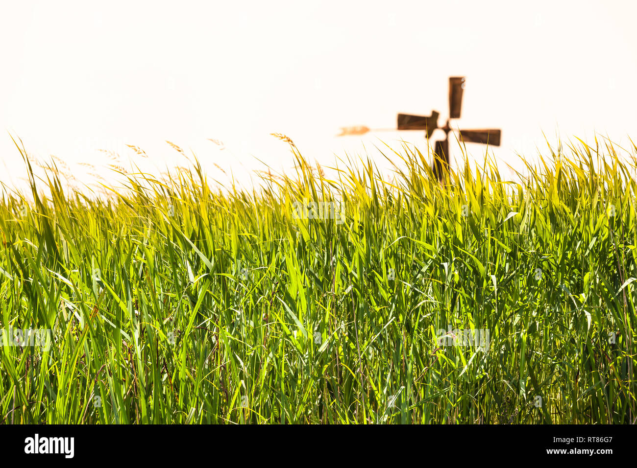 Tall canneto prato prato in campagna, silhouette rotore pale di mulino a vento arrugginito all orizzonte (copia spazio) Foto Stock